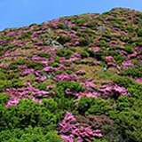 九州で見られる花3